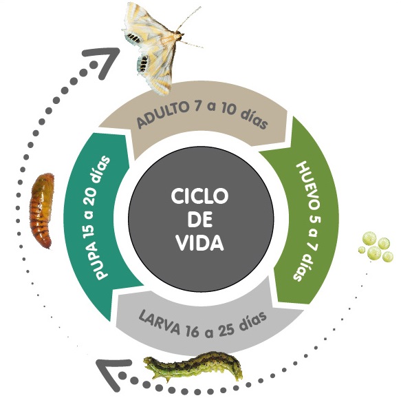 ciclo de vida Heliothis armigera